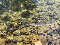 Gymnothorax pictus