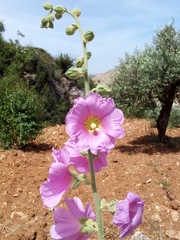 Alcea setosa
