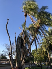 Phoenix reclinata