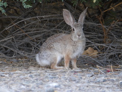 Sylvilagus audubonii