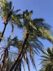 Phoenix reclinata
