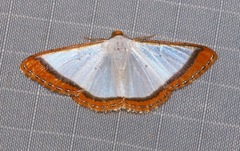 Leuciris