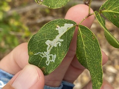 Eucosmophora pithecellobiae
