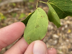 Eucosmophora pithecellobiae