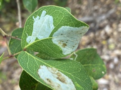 Eucosmophora pithecellobiae