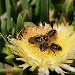 Apis mellifera