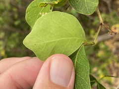 Eucosmophora pithecellobiae