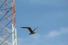 Laridae