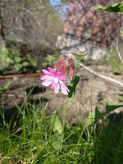 Silene dioica