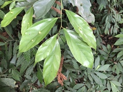Cryptocarya chinensis