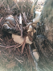 Phoenix reclinata
