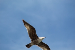 Laridae