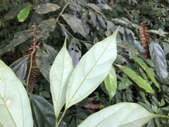 Cryptocarya chinensis