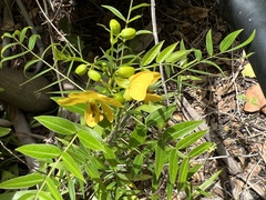 Senna ligustrina