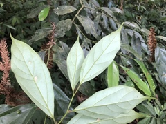 Cryptocarya chinensis