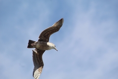 Laridae