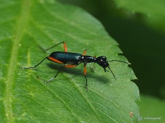 Neocollyris