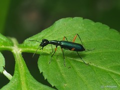 Neocollyris