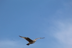 Laridae