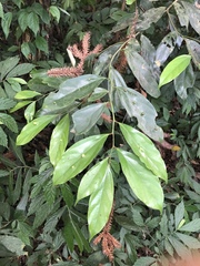 Cryptocarya chinensis