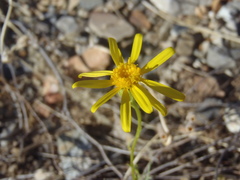Senecio flaccidus monoensis