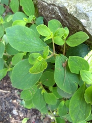 Peperomia liebmannii