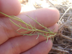Senecio flaccidus monoensis