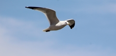 Larus delawarensis