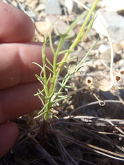 Senecio flaccidus monoensis