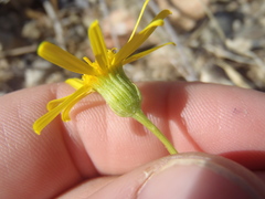 Senecio flaccidus monoensis