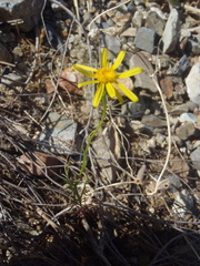 Senecio flaccidus monoensis