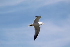Larus delawarensis