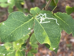 Eucosmophora pithecellobiae