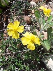 Fumana arabica