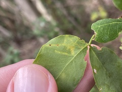 Eucosmophora pithecellobiae