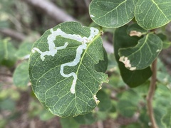 Eucosmophora pithecellobiae