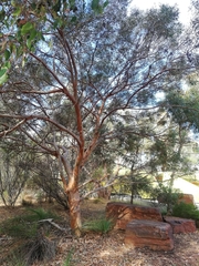 Eucalyptus newbeyi