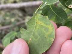 Eucosmophora pithecellobiae
