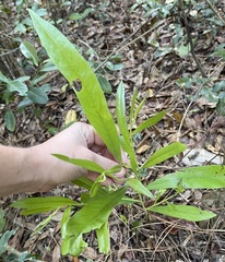 Asimina angustifolia