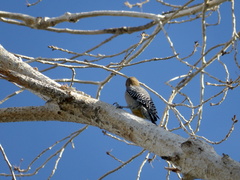 Melanerpes uropygialis