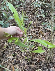 Asimina angustifolia