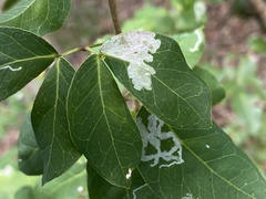 Eucosmophora pithecellobiae