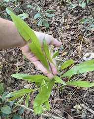 Asimina angustifolia