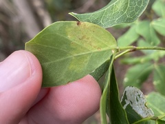 Eucosmophora pithecellobiae