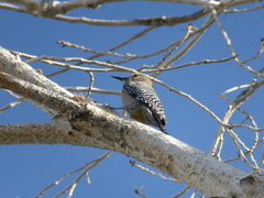 Melanerpes uropygialis