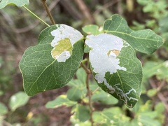 Eucosmophora pithecellobiae