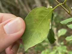 Eucosmophora pithecellobiae