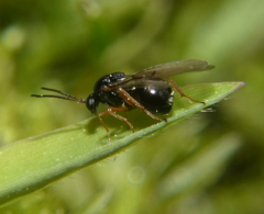 Dryocosmus quercuspalustris