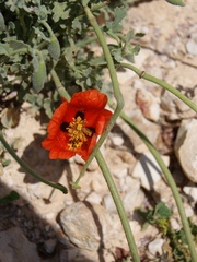 Glaucium corniculatum