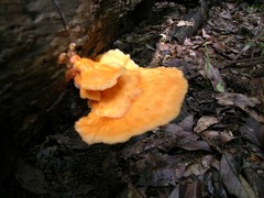 Piptoporellus soloniensis